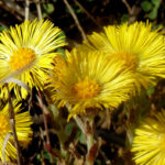Common coltsfoot