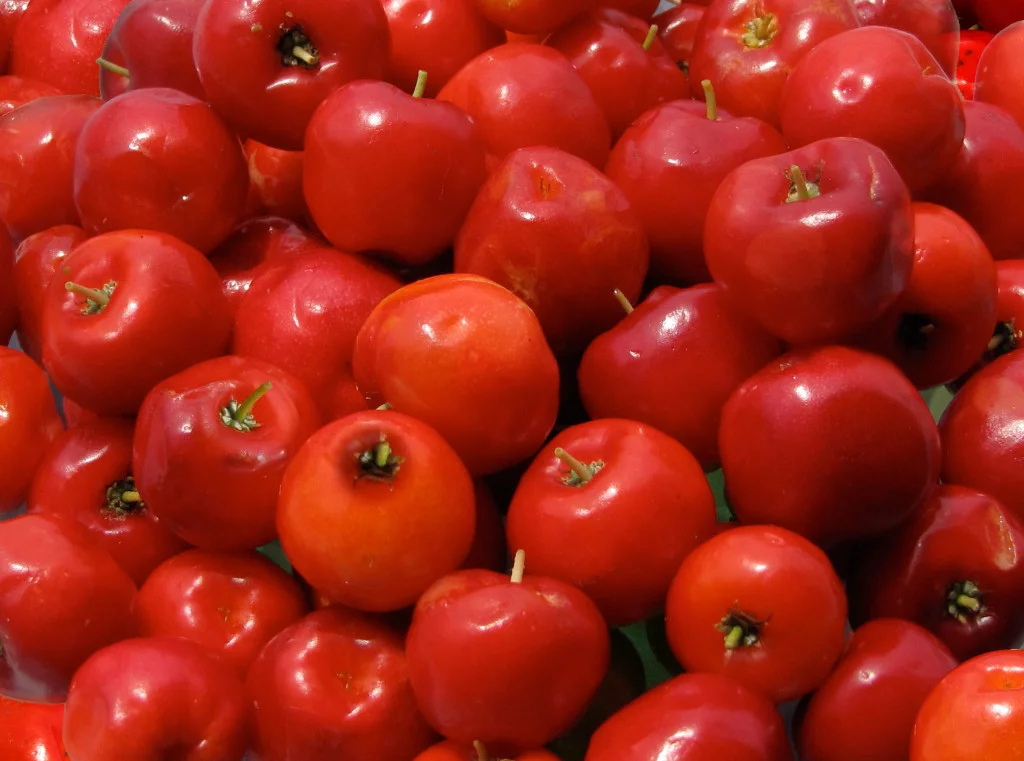 Malpigia granatolistna (acerola)