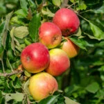 jabłoń domowa